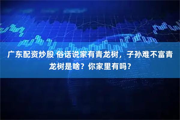 广东配资炒股 俗话说家有青龙树，子孙难不富青龙树是啥？你家里有吗？